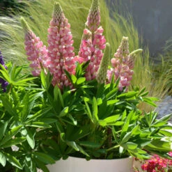 Mini Gallery™ Pink Bicolor Lupine 5 Mini Gallery™ Pink Bicolor Lupine -Great Garden Plants mini gallery pink bicolor lupine
