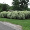 'Variegatus' Maiden Grass -Great Garden Plants miscanthus variegatus maiden grass 1
