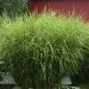 'Zebrinus' Maiden Grass -Great Garden Plants miscanthus zebrinus 1 sw