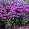 'Leading Lady Plum' Bee Balm -Great Garden Plants monarda leading lady plum 1