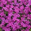 Mountainside™ 'Majestic Magenta' Phlox -Great Garden Plants mountainside majestic magenta phlox 2
