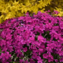 Mountainside™ 'Majestic Magenta' Phlox 7 Mountainside™ 'Majestic Magenta' Phlox -Great Garden Plants mountainside majestic magenta phlox 3