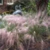 Pink Muhly Grass -Great Garden Plants muhlenbergia capillars pink muhly grass 1 sw