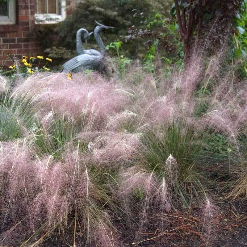 Pink Muhly Grass 3 Pink Muhly Grass