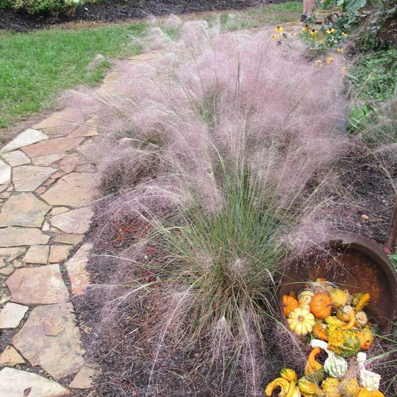 Pink Muhly Grass 4 Pink Muhly Grass - Image 2
