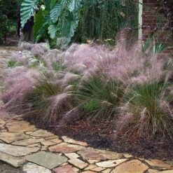 Pink Muhly Grass 7 Pink Muhly Grass -Great Garden Plants muhlenbergia capillars pink muhly grass 3 sw