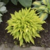 'Munchkin Fire' Hosta -Great Garden Plants munchkin fire hosta 1