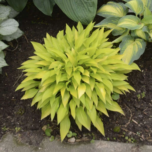 'Munchkin Fire' Hosta 3 'Munchkin Fire' Hosta