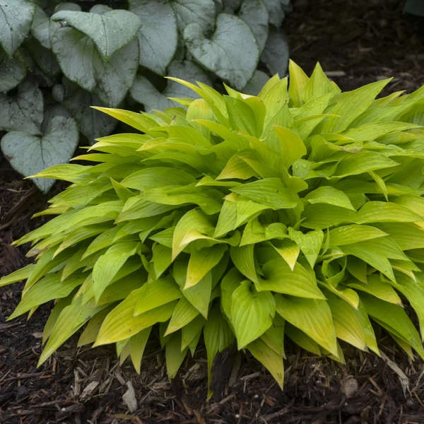 'Munchkin Fire' Hosta 4 'Munchkin Fire' Hosta - Image 2