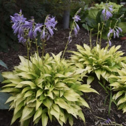 'Munchkin Fire' Hosta 9 'Munchkin Fire' Hosta -Great Garden Plants munchkin fire hosta 4