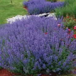 Drought Resistant+ Long Blooming Collection 10 Drought Resistant+ Long Blooming Collection -Great Garden Plants nepeta walkers low catmint 1 82af1ac4 82ee 48eb a54e 6ba5dd40a07d