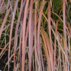 'Oktoberfest' Maiden Grass 7 'Oktoberfest' Maiden Grass -Great Garden Plants oktoberfest miscanthus 3