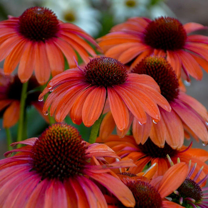 Color Coded™ 'Orange You Awesome' Coneflower 4 Color Coded™ 'Orange You Awesome' Coneflower - Image 2