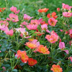 Oso Easy® Hot Paprika® Rose -Great Garden Plants oso easy hot paprika rose 10