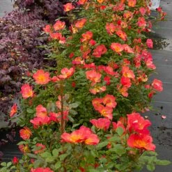 Oso Easy® Hot Paprika® Rose -Great Garden Plants oso easy hot paprika rose 5