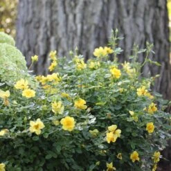 Oso Easy Lemon Zest® Rose -Great Garden Plants oso easy lemon zest rose 5