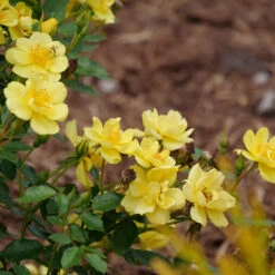 Oso Easy Lemon Zest® Rose -Great Garden Plants oso easy lemon zest rose 7