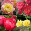 Oso Easy® Rose Collection 1 Oso Easy® Rose Collection -Great Garden Plants oso easy rose collection