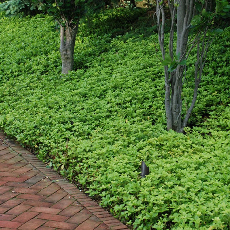 'Green Carpet' Pachysandra 4 'Green Carpet' Pachysandra - Image 2