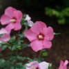 Paraplu Rouge™ Rose Of Sharon -Great Garden Plants paraplurouge roseofsharon hibiscus 1