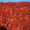 Red Wall® Virginia Creeper -Great Garden Plants parthenocissus red wall virginia creeper 1
