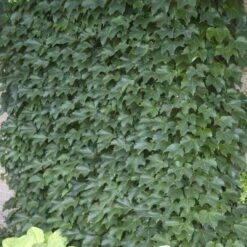 Boston Ivy -Great Garden Plants parthenocissus tricuspidata boston ivy 8 sw