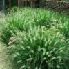 'Hameln' Fountain Grass -Great Garden Plants pennisetum hameln dwarf fountain grass 5 sw