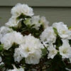 Perfecto Mundo® Double White Reblooming Azalea 1 Perfecto Mundo® Double White Reblooming Azalea -Great Garden Plants perfecto mundo double white reblooming azalea 1
