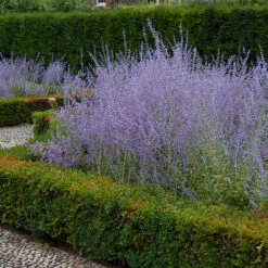 Russian Sage 10 Russian Sage -Great Garden Plants perovskia atriplicifolia russian sage 3
