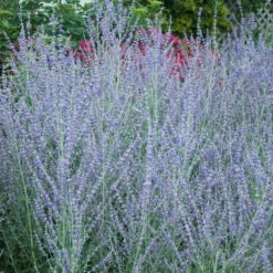Russian Sage 11 Russian Sage -Great Garden Plants perovskia atriplicifolia russian sage 4