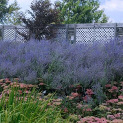 Russian Sage 12 Russian Sage -Great Garden Plants perovskia atriplicifolia russian sage 5
