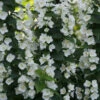 Illuminati Tower® Mock Orange -Great Garden Plants philadelphus illuminati tower 1