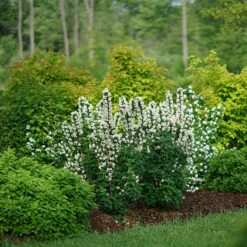 Illuminati Tower® Mock Orange 10 Illuminati Tower® Mock Orange -Great Garden Plants philadelphus illuminati tower 3