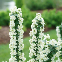 Illuminati Tower® Mock Orange 11 Illuminati Tower® Mock Orange -Great Garden Plants philadelphus illuminati tower 4