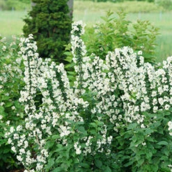 Illuminati Tower® Mock Orange 12 Illuminati Tower® Mock Orange -Great Garden Plants philadelphus illuminati tower 5