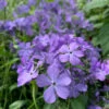 'Blue Moon' Woodland Phlox 2 'Blue Moon' Woodland Phlox -Great Garden Plants phlox divaricata blue moon 2