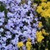 'Emerald Blue' Creeping Phlox -Great Garden Plants phlox subulata emerald blue 1 sw
