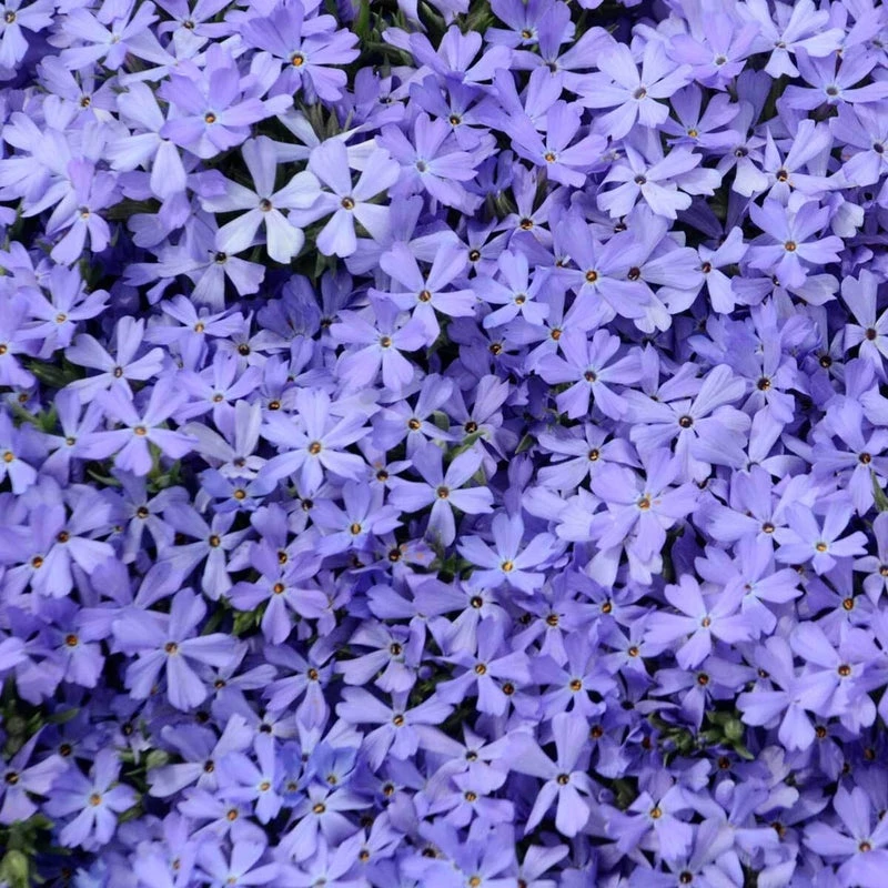 'Violet Pinwheels' Creeping Phlox 3 'Violet Pinwheels' Creeping Phlox - Image 2
