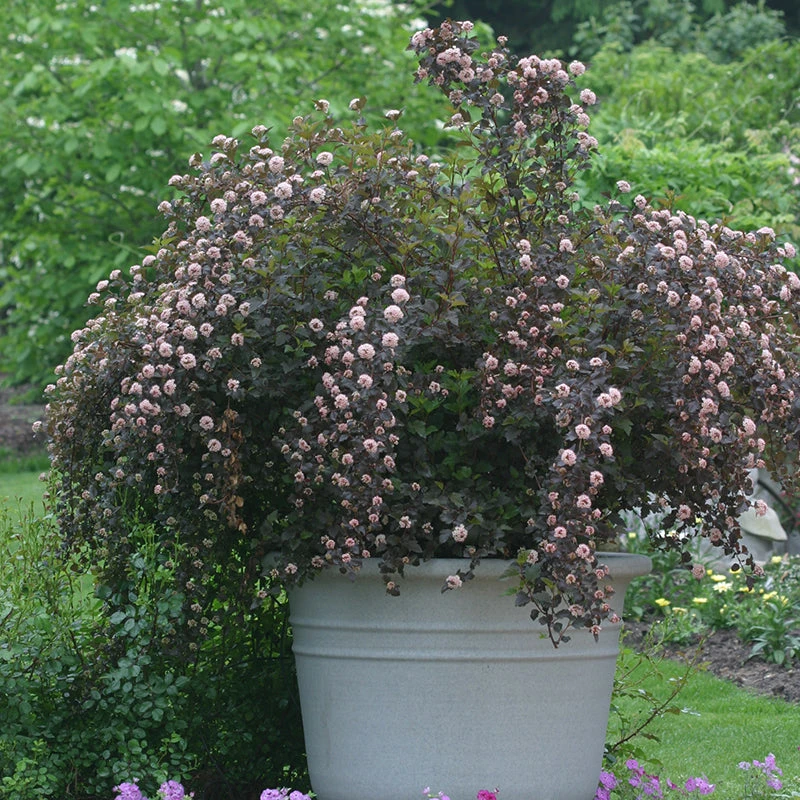 Summer Wine® Ninebark 5 Summer Wine® Ninebark - Image 3