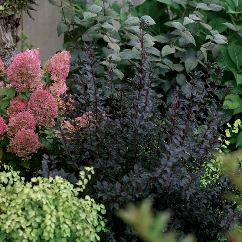 Tiny Wine® Ninebark 4 Tiny Wine® Ninebark - Image 2