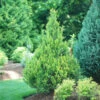 Pinpoint® Gold False Cypress 2 Pinpoint® Gold False Cypress -Great Garden Plants pinpoint gold false cypress 3