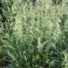 'Pixie Fountain' Tufted Hair Grass 2 'Pixie Fountain' Tufted Hair Grass -Great Garden Plants pixie fountain tufted hair grass 1