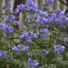 'Heaven Scent' Jacob's Ladder 1 'Heaven Scent' Jacob's Ladder -Great Garden Plants polemonium jacobsladder heavenscent 2
