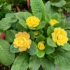 Belarina® Buttercup Primrose 1 Belarina® Buttercup Primrose -Great Garden Plants primula belarina buttercup 2 P 51d28935 cdbe 4b2d 962c 5740bc8b8233
