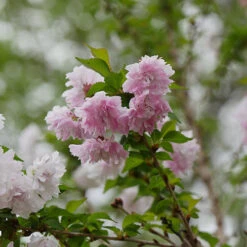 Zuzu® Flowering Cherry Shrub -Great Garden Plants prunus zuzu 1 P
