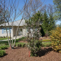 Zuzu® Flowering Cherry Shrub -Great Garden Plants prunus zuzu 3 P