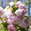 Zuzu® Flowering Cherry Shrub -Great Garden Plants prunus zuzu 7 P