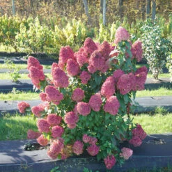 Quick Fire Fab® Panicle Hydrangea -Great Garden Plants quick fire fab panicle hydrangea 1