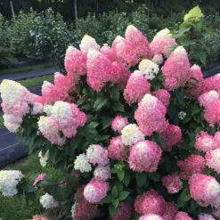 Quick Fire Fab® Panicle Hydrangea -Great Garden Plants quick fire fab panicle hydrangea 2