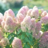 Quick Fire Fab® Panicle Hydrangea